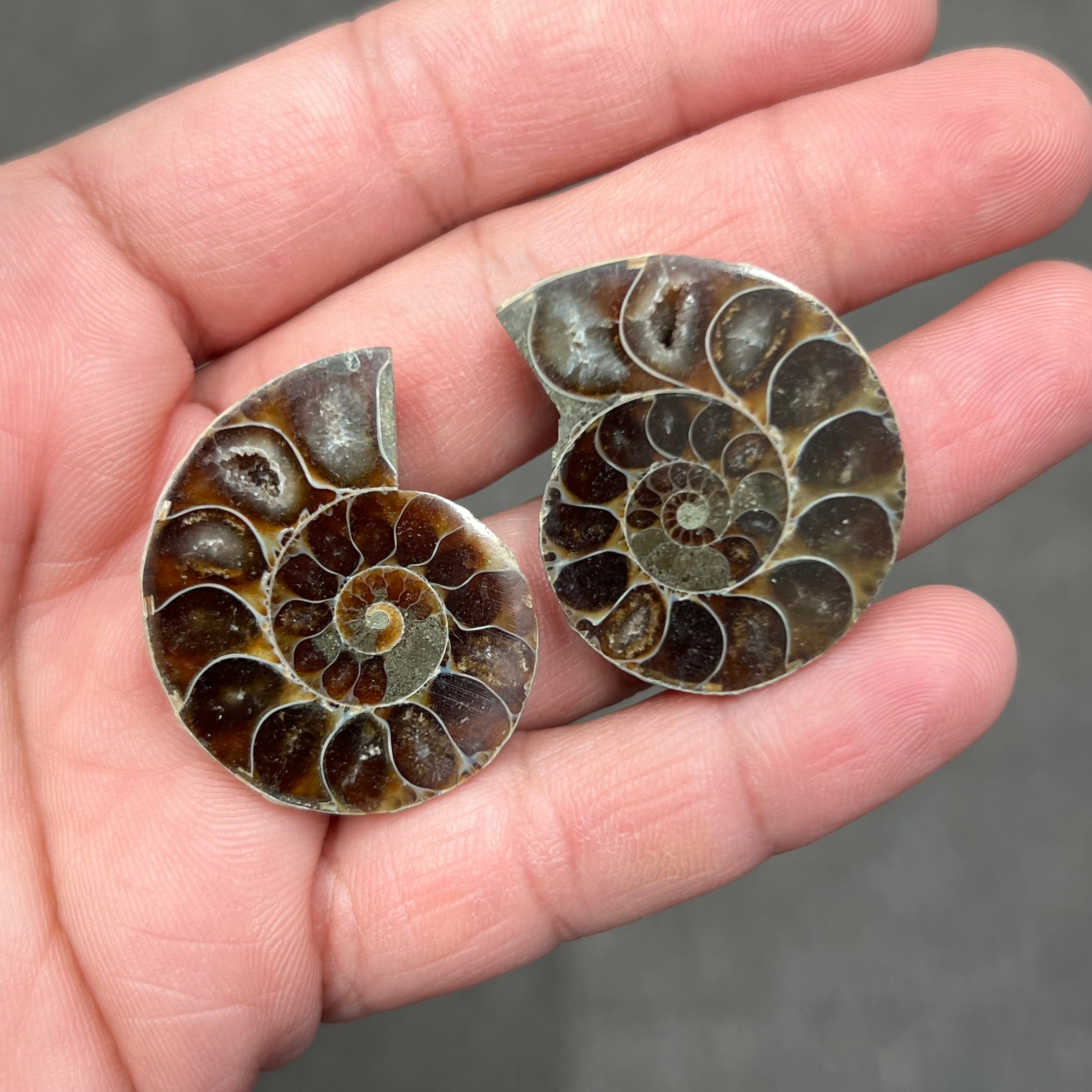 Ammonite Pair
