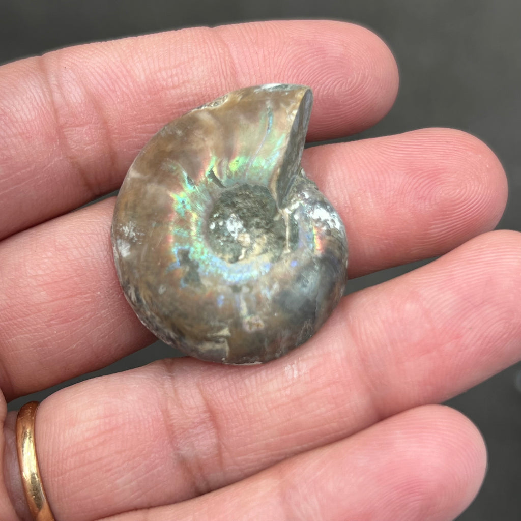 Ammonite Pair