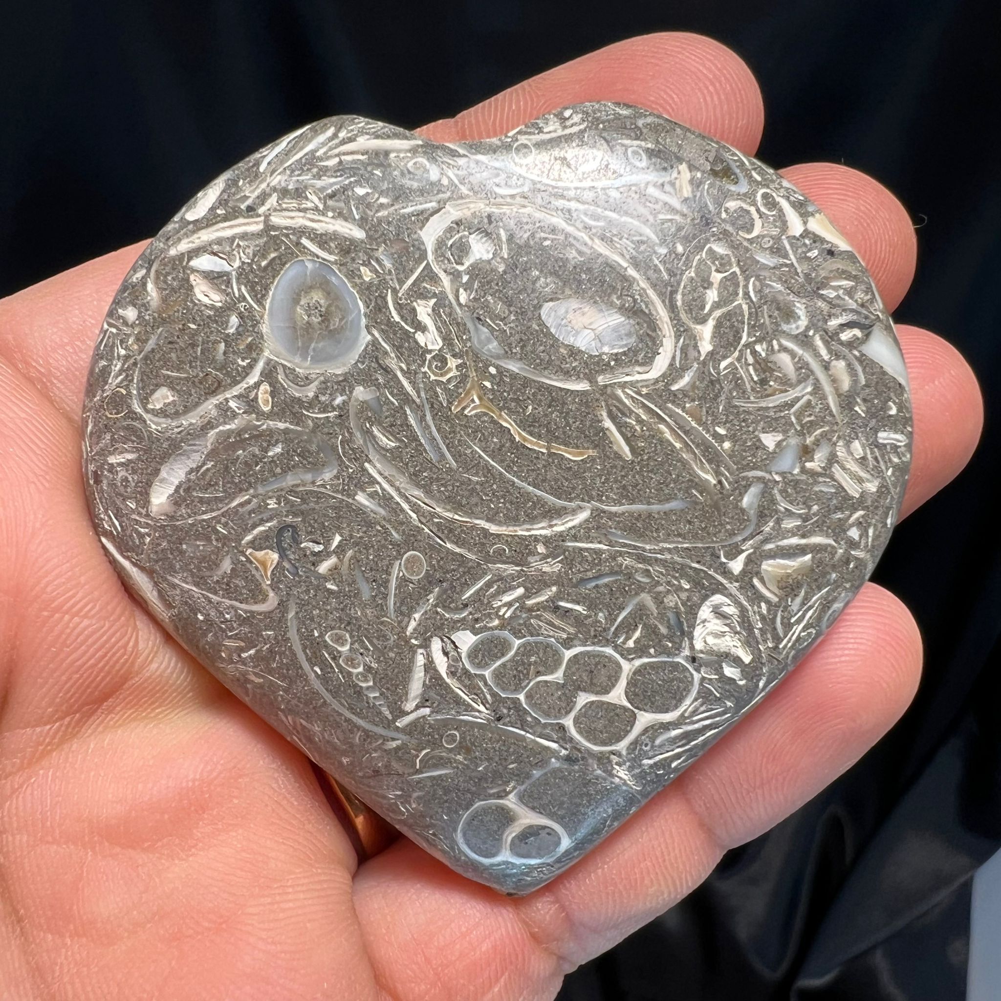 Shell fossil Heart image 0